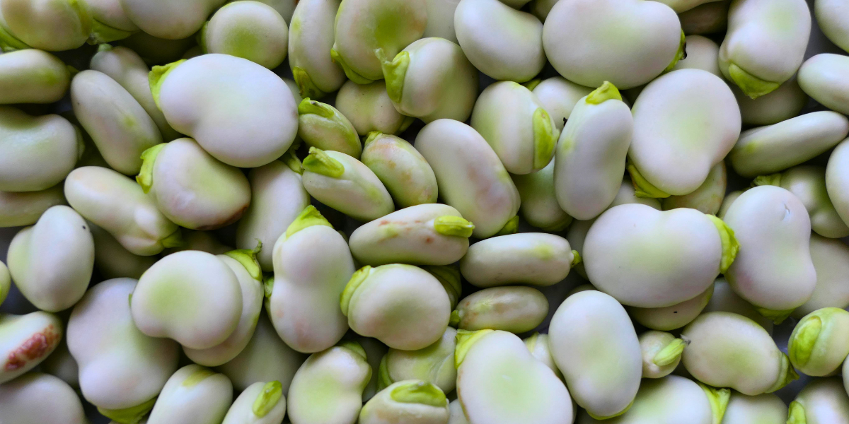 Broad bean seed